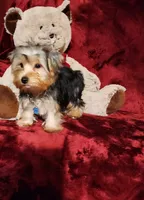 KOBE, a male Yorkshire Terrier for sale in Polk City, FL – 6 of 10