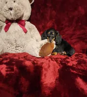 WILLOW, a female Miniature Dachshund for sale in Polk City, FL – 10 of 10