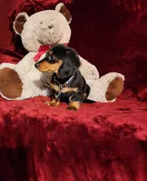 RYDER, a male Miniature Dachshund for sale in Polk City, FL – Photo 10 of 10