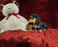 RYDER, a male Miniature Dachshund for sale in Polk City, FL – Photo 6 of 10