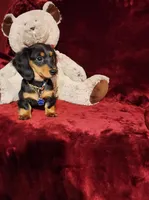 RYDER, a male Miniature Dachshund for sale in Polk City, FL – Photo 4 of 10