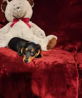 RYDER, a male Miniature Dachshund for sale in Polk City, FL – Photo 8 of 10