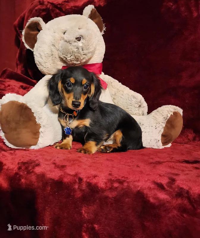 RYDER – Miniature Dachshund puppy for sale in Polk City, FL