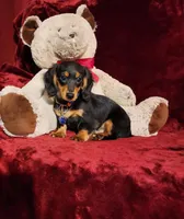 RYDER, a male Miniature Dachshund for sale in Polk City, FL – Photo 1 of 10