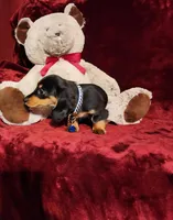 RYDER, a male Miniature Dachshund for sale in Polk City, FL – Photo 3 of 10