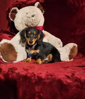 RYDER, a male Miniature Dachshund for sale in Polk City, FL – Photo 9 of 10