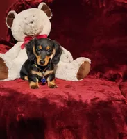 RYDER, a male Miniature Dachshund for sale in Polk City, FL – Photo 7 of 10