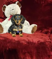 RYDER, a male Miniature Dachshund for sale in Polk City, FL – Photo 5 of 10