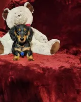 RYDER, a male Miniature Dachshund for sale in Polk City, FL – Photo 2 of 10