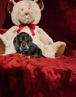 WAYLON, a male Miniature Dachshund for sale in Polk City, FL – Photo 4 of 10