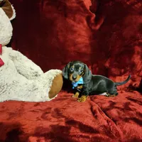 WAYLON, a male Miniature Dachshund for sale in Polk City, FL – Photo 9 of 10
