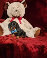 WAYLON, a male Miniature Dachshund for sale in Polk City, FL – Photo 1 of 10