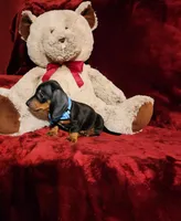 WAYLON, a male Miniature Dachshund for sale in Polk City, FL – Photo 8 of 10