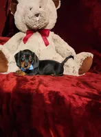 WAYLON, a male Miniature Dachshund for sale in Polk City, FL – Photo 5 of 10