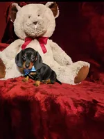 WAYLON, a male Miniature Dachshund for sale in Polk City, FL – Photo 7 of 10