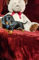 WAYLON, a male Miniature Dachshund for sale in Polk City, FL – Photo 3 of 10