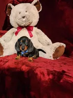WAYLON, a male Miniature Dachshund for sale in Polk City, FL – Photo 6 of 10