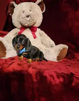 WAYLON, a male Miniature Dachshund for sale in Polk City, FL – Photo 10 of 10