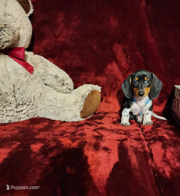 DAKOTA – Miniature Dachshund puppy for sale in Polk City, FL