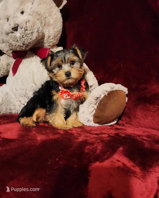 CHLOE – Yorkshire Terrier puppy for sale in Polk City, FL