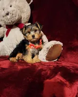 CHLOE, a female Yorkshire Terrier for sale in Polk City, FL – 1 of 10