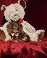 HAZEL, a female Miniature Dachshund for sale in Polk City, FL – Photo 4 of 10