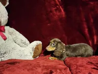 HAZEL, a female Miniature Dachshund for sale in Polk City, FL – Photo 8 of 10