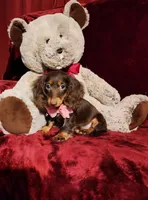 HAZEL, a female Miniature Dachshund for sale in Polk City, FL – Photo 9 of 10