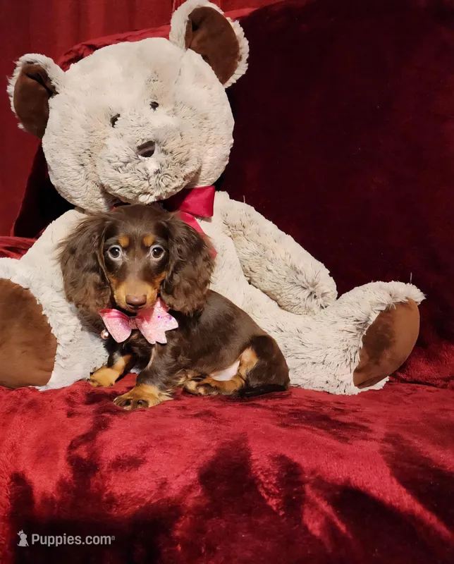 HAZEL – Miniature Dachshund puppy for sale in Polk City, FL