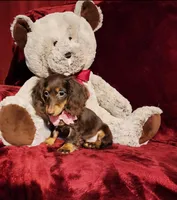 HAZEL, a female Miniature Dachshund for sale in Polk City, FL – Photo 6 of 10