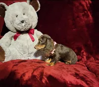 HAZEL, a female Miniature Dachshund for sale in Polk City, FL – Photo 10 of 10