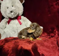 HAZEL, a female Miniature Dachshund for sale in Polk City, FL – Photo 7 of 10