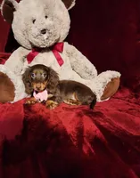 HAZEL, a female Miniature Dachshund for sale in Polk City, FL – Photo 5 of 10