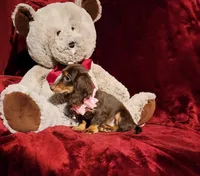 HAZEL, a female Miniature Dachshund for sale in Polk City, FL – Photo 3 of 10