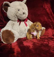 RORY, a female Miniature Dachshund for sale in Polk City, FL – 7 of 10