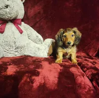 SUTTON, a male Miniature Dachshund for sale in Polk City, FL – 3 of 10