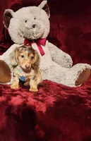 SMORES, a male Miniature Dachshund for sale in Polk City, FL – 9 of 10