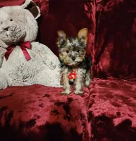 LOLA, a female Yorkshire Terrier for sale in Polk City, FL – Photo 7 of 10