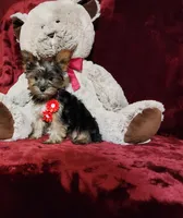 LOLA, a female Yorkshire Terrier for sale in Polk City, FL – Photo 10 of 10