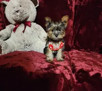 LOLA, a female Yorkshire Terrier for sale in Polk City, FL – Photo 1 of 10
