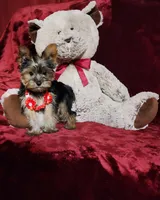 LOLA, a female Yorkshire Terrier for sale in Polk City, FL – Photo 8 of 10