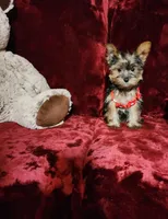 LOLA, a female Yorkshire Terrier for sale in Polk City, FL – Photo 9 of 10