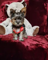 LOLA, a female Yorkshire Terrier for sale in Polk City, FL – Photo 6 of 10