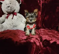 LOLA, a female Yorkshire Terrier for sale in Polk City, FL – Photo 4 of 10