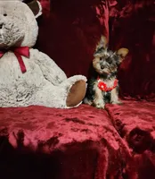 LOLA, a female Yorkshire Terrier for sale in Polk City, FL – Photo 3 of 10