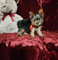 LOLA, a female Yorkshire Terrier for sale in Polk City, FL – Photo 2 of 10