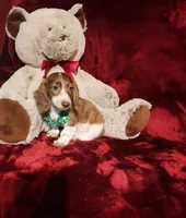 MAVERICK, a male Miniature Dachshund for sale in Polk City, FL – 4 of 10