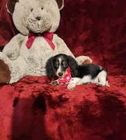 JOSIE, a female Miniature Dachshund for sale in Polk City, FL – 6 of 10