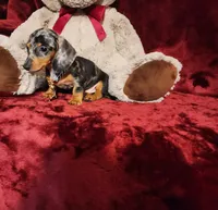 REMI, a male Miniature Dachshund for sale in Polk City, FL – 9 of 10