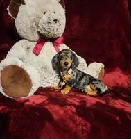 DOLLY, a female Miniature Dachshund for sale in Polk City, FL – 3 of 10